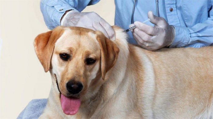 Phòng khám cung cấp đầy đủ các dịch vụ khám, chữa bệnh và làm đẹp cho thú cưng
