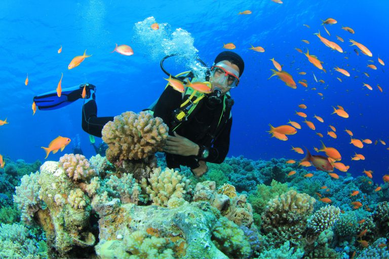 Lặn biển ngắm san hô là một hoạt động thú vị ở Ghềnh Bàng