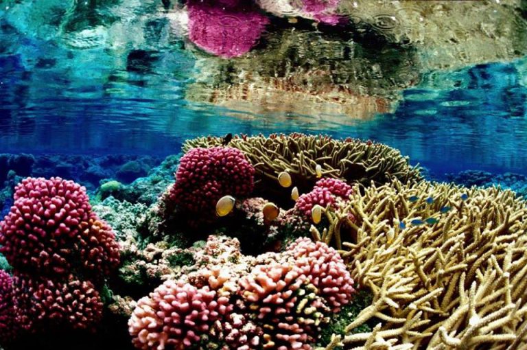 Những rặng san hô đầy màu sắc rực rỡ